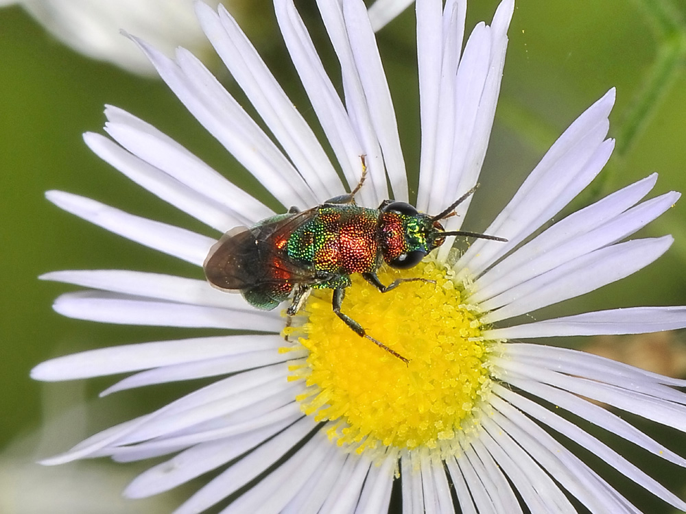 chrysididae da identificare: Hedychrum rutilans